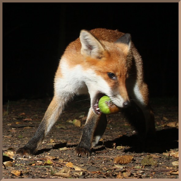 ImageoftheDay by Subject